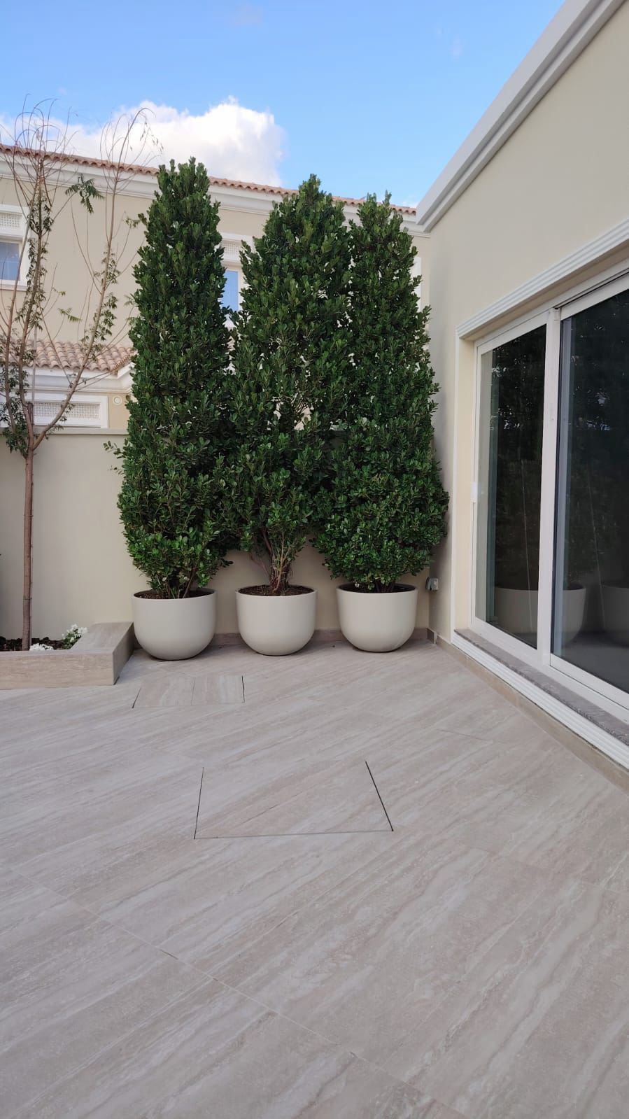Three potted plants on a patio with a building in the background