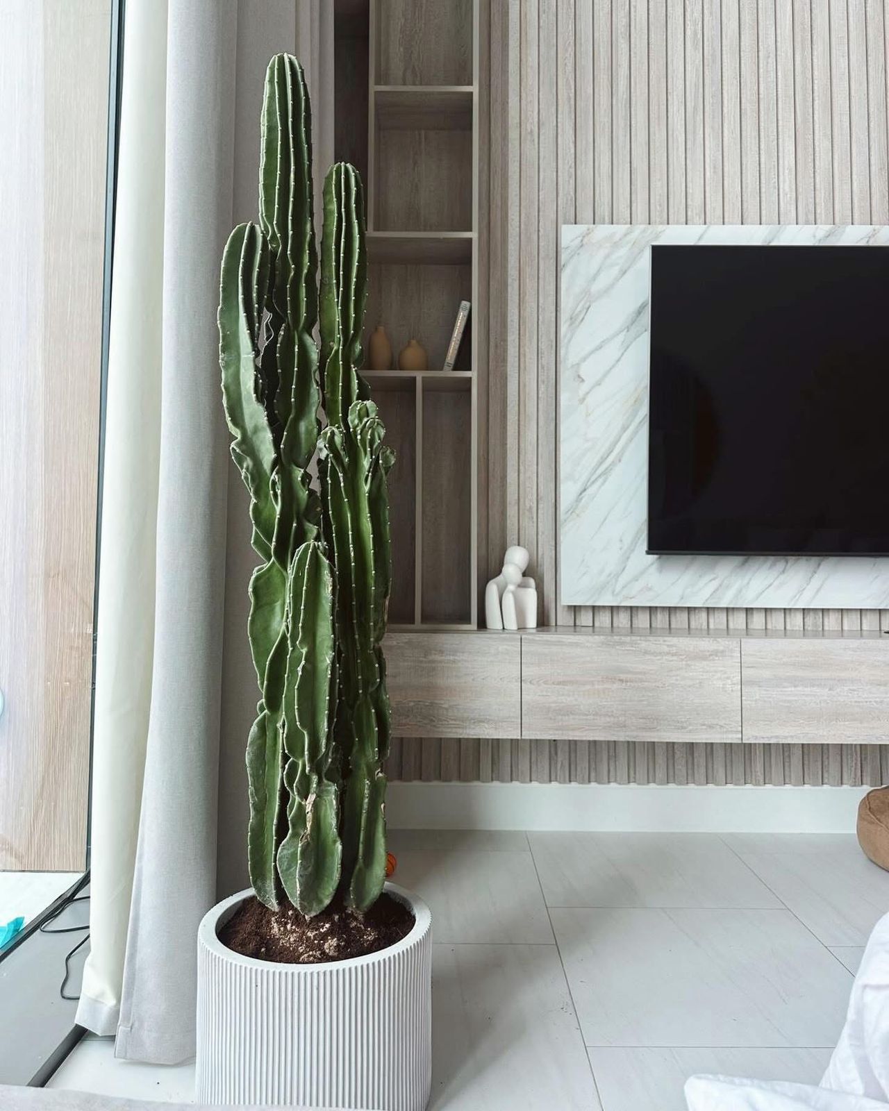  Elegant Tall Cereus Cactus – Modern Indoor Statement Plant in Textured Ceramic Pot