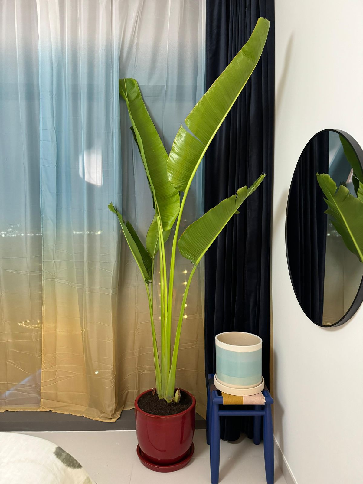 Potted plant in a room with a mirror and curtains