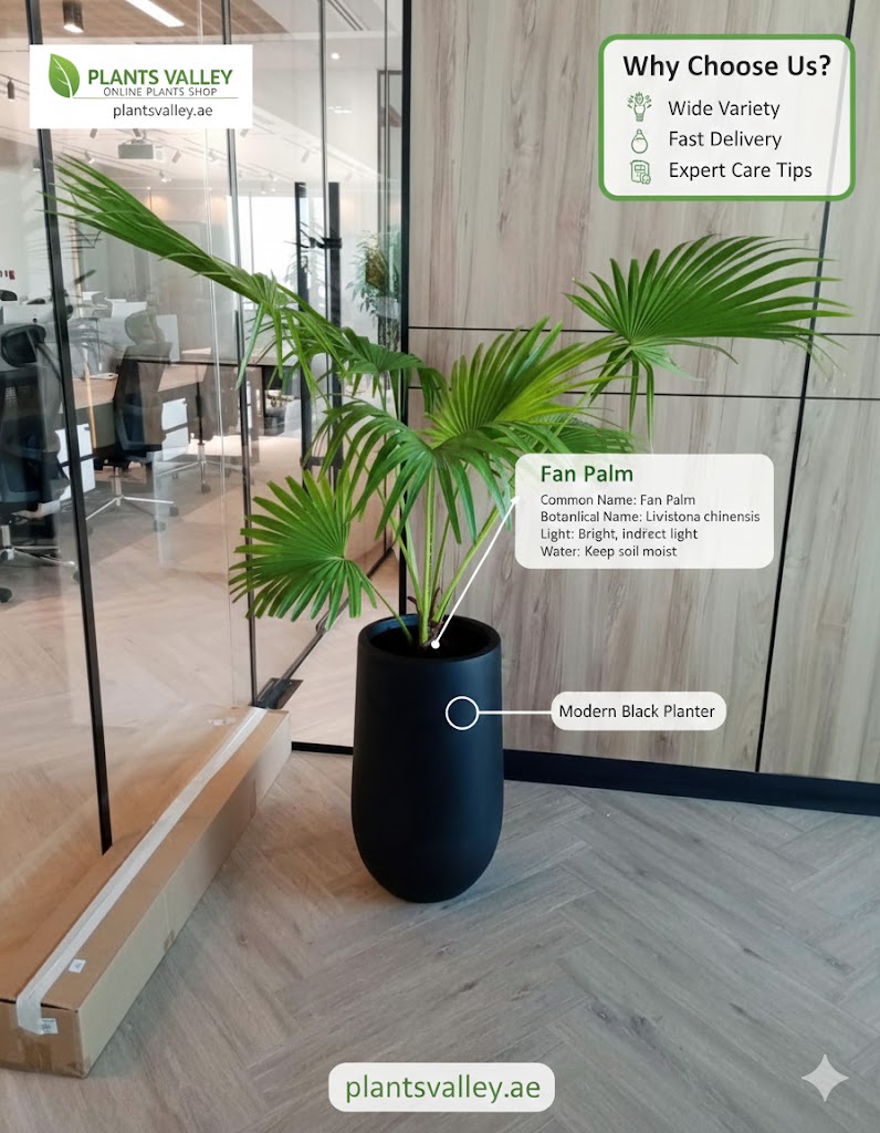 Glass display case with plants and promotional text for Plants Valley online plant shop.