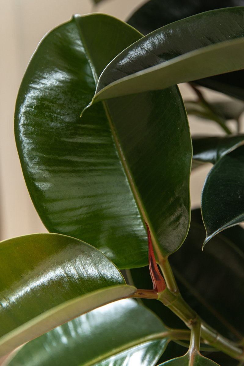 1 meter tall Rubber plant with fiber clay pot