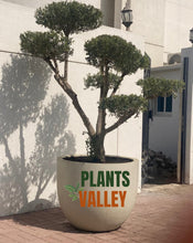 Multi Head olive with large Pot