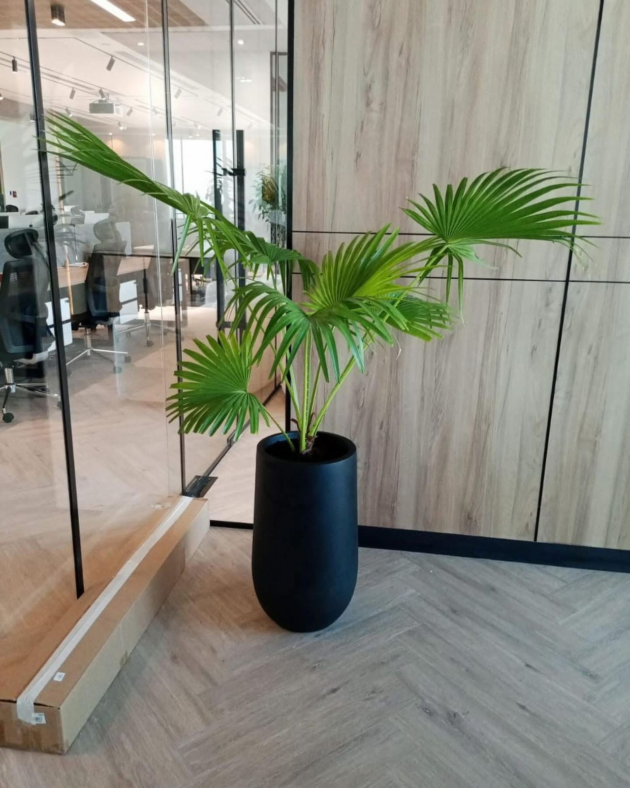 Potted palm plant in an office setting with glass walls and wooden flooring.