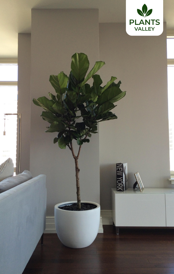 Ficus Lyrata Fiddle Leaf with Fiber Clay Pot