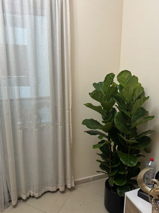 Fiddle leaf fig plant in a pot next to a window with sheer curtains