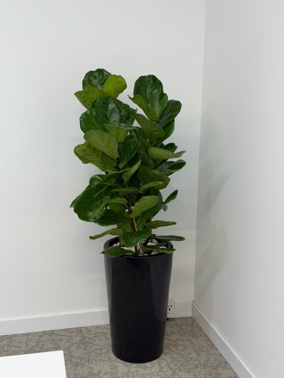  Fiddle Leaf Fig (Ficus Lyrata) – Premium Indoor Floor Plant