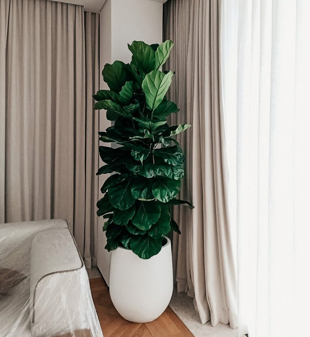 Potted plant in a room with curtains and a sofa
