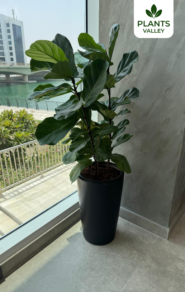 Fiddle Leaf Fig with Long Matte Finish Pot