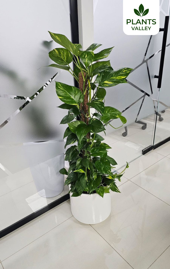 Giant Money Plant with Pot