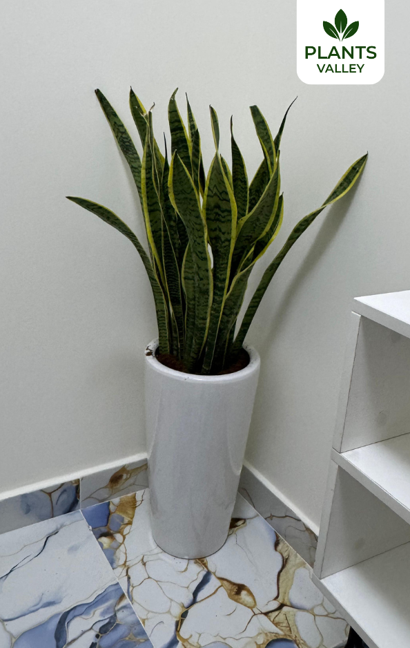 Giant Snake Plant with Long Pot
