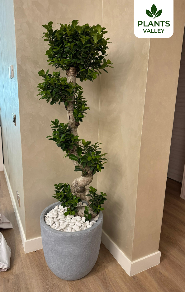 Giant S-Shape Bonsai with Fiberclay Pot