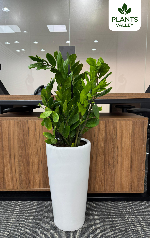 Giant ZZ Plant (Zamioculcas Zamiifolia) with Pot
