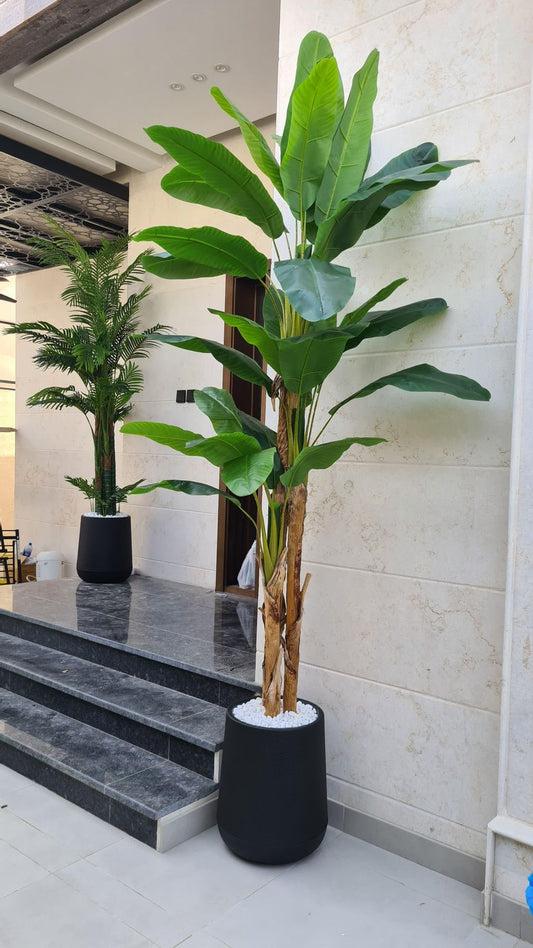  giant Banana Palm Tree – Premium Indoor & Outdoor Statement Plant in Designer Pot