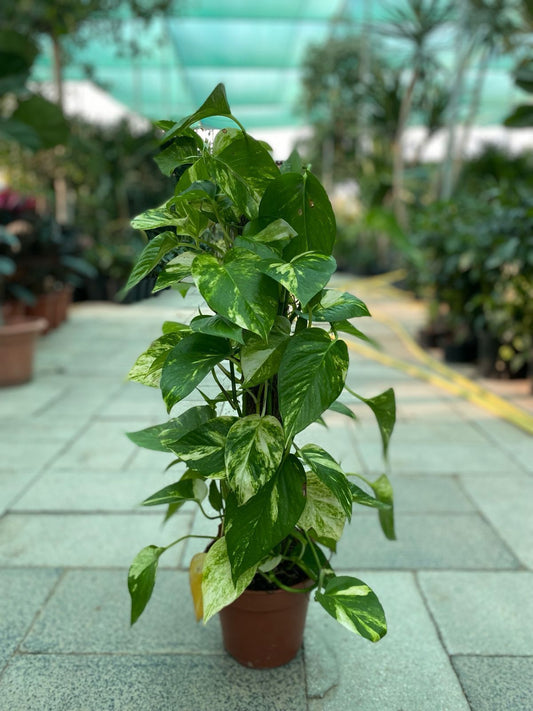 Potted plant on a tiled floor with a blurred background