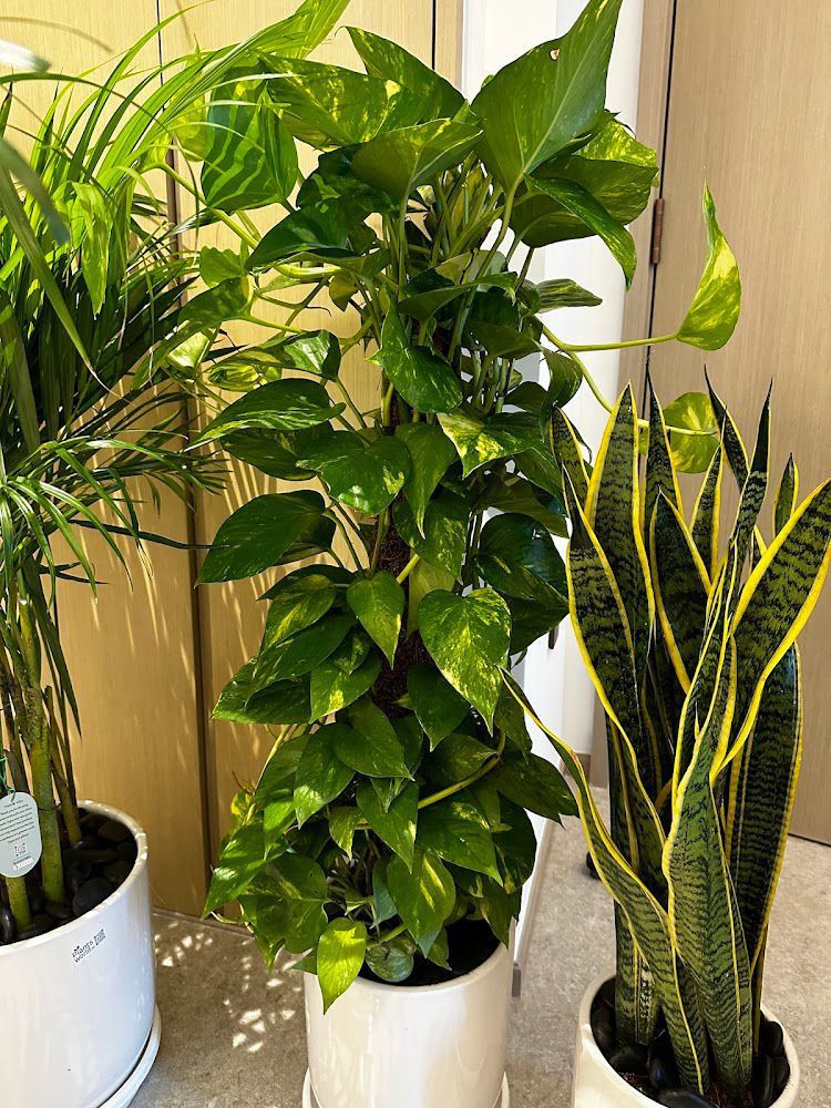 Three potted plants including a pothos and snake plant in a room setting.