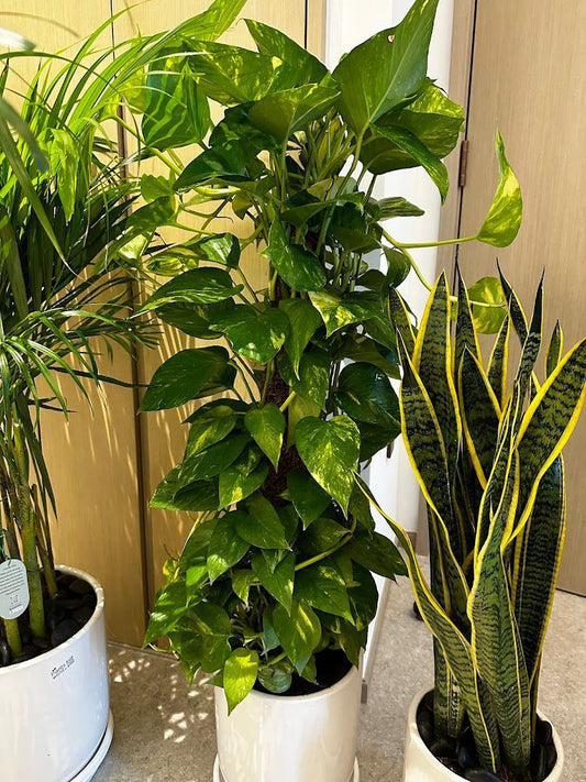 Three potted plants including a pothos and snake plant in a room setting.