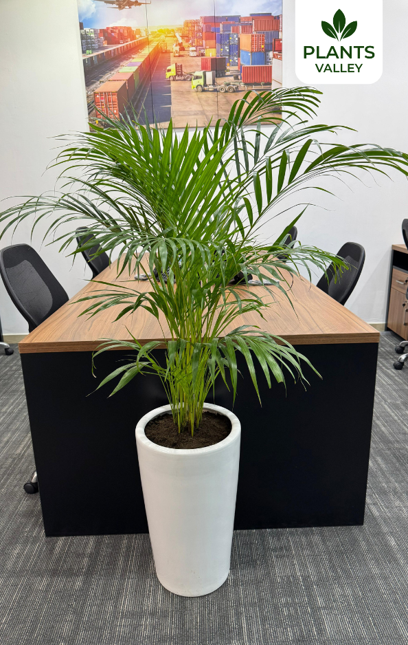 Holland Areca Palm with Long White Pot