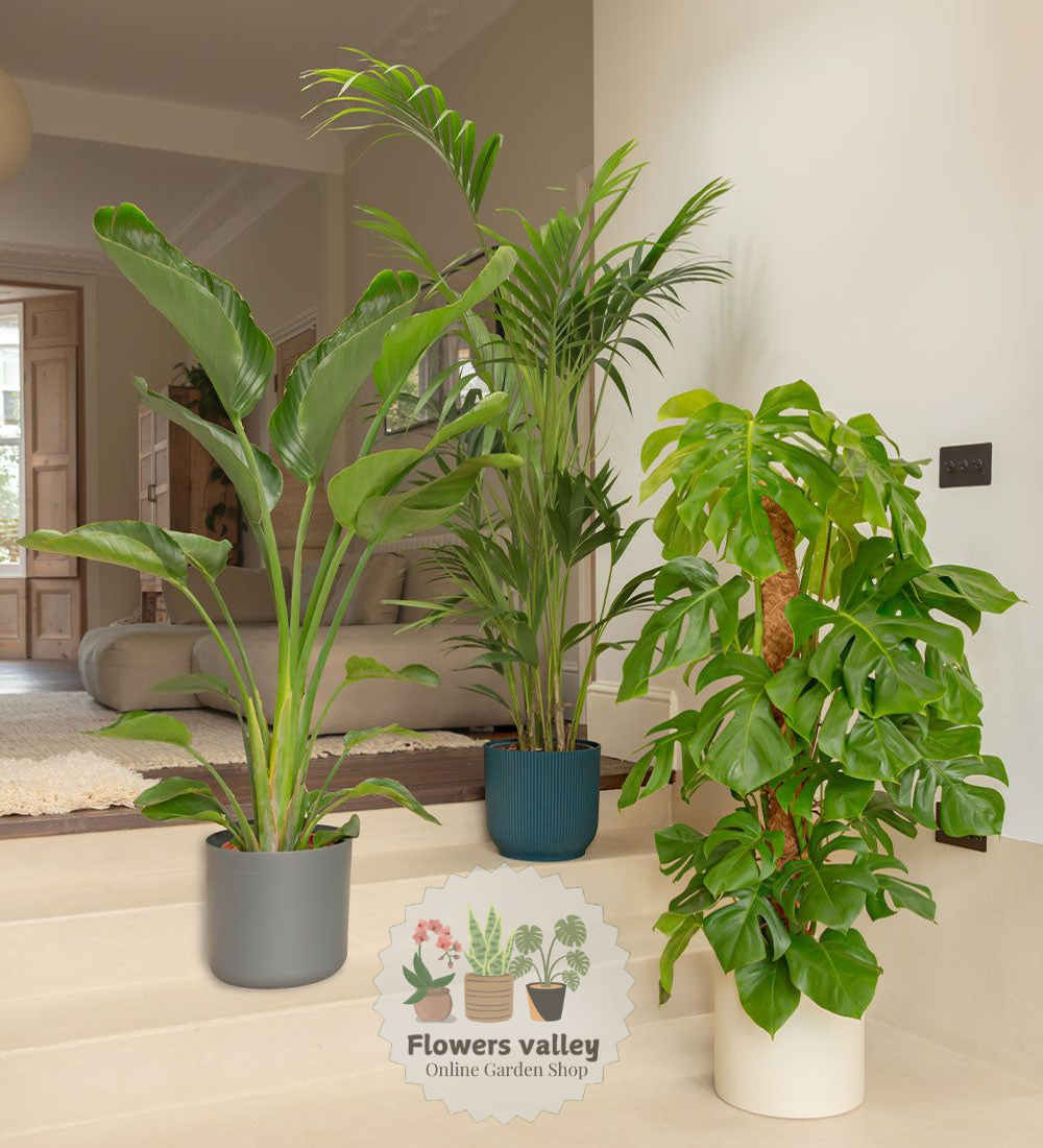 Bundle of 3 indoor plants