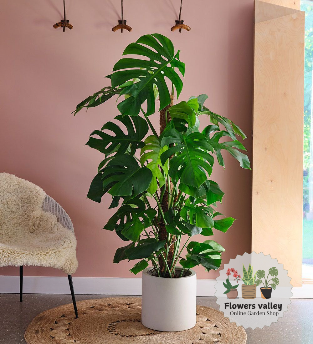 Monstera 1.2 meter tall plant with pot