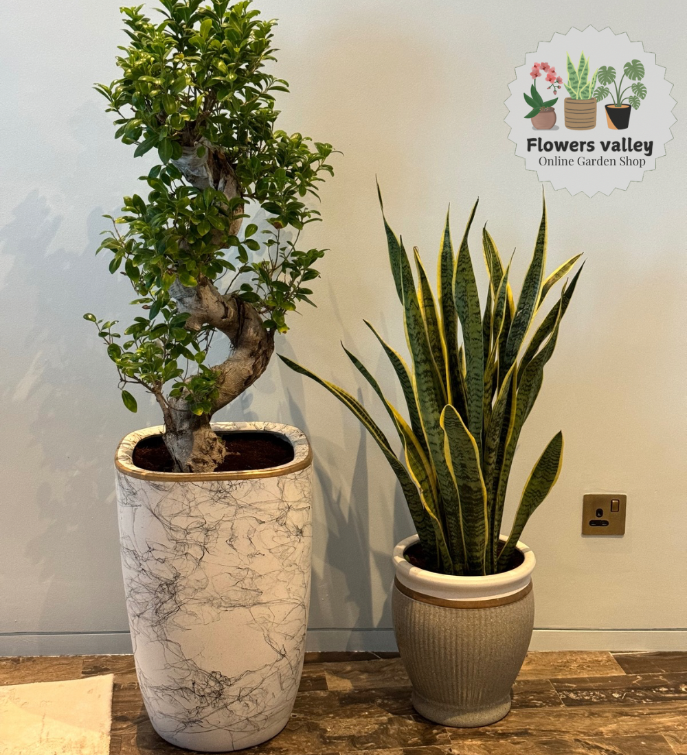 Bundle of 2 indoor plants
