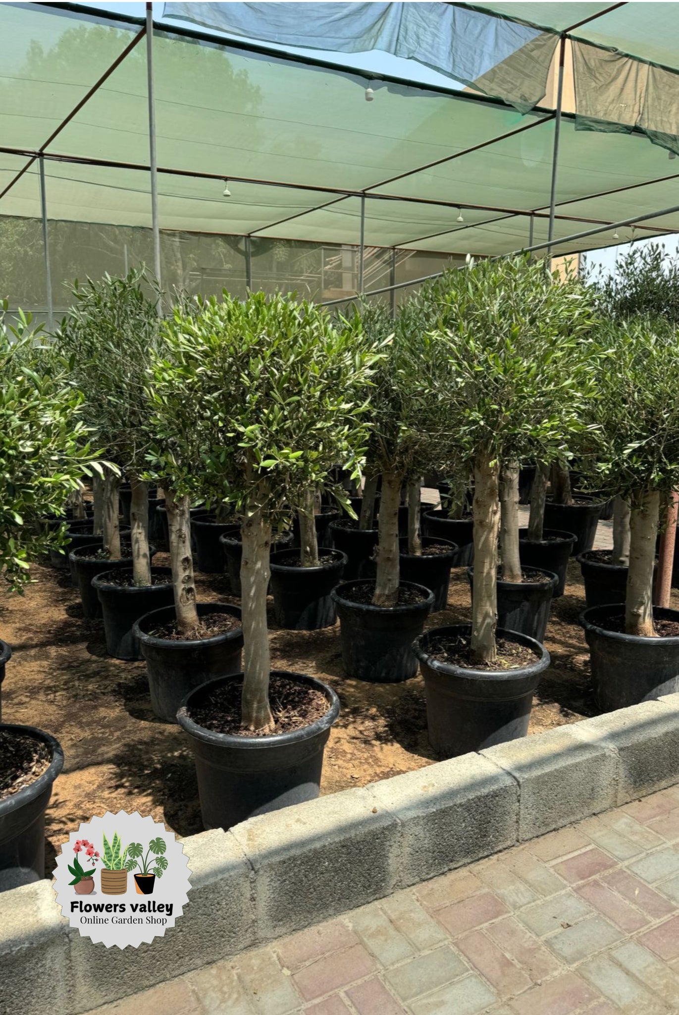 1.5 meter olive in offer price