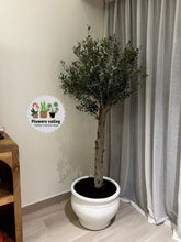 1.5 meter olive with ceramic pot