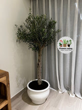 1.5 meter olive with ceramic pot