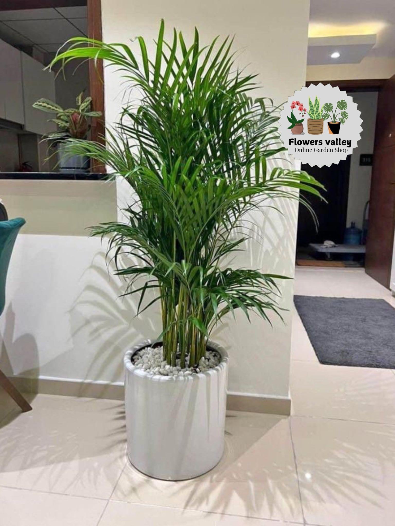 Areeca palm