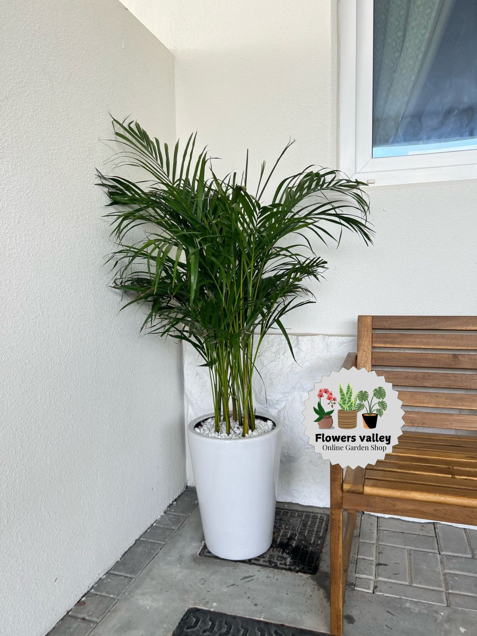 Areeca palm plant with pot
