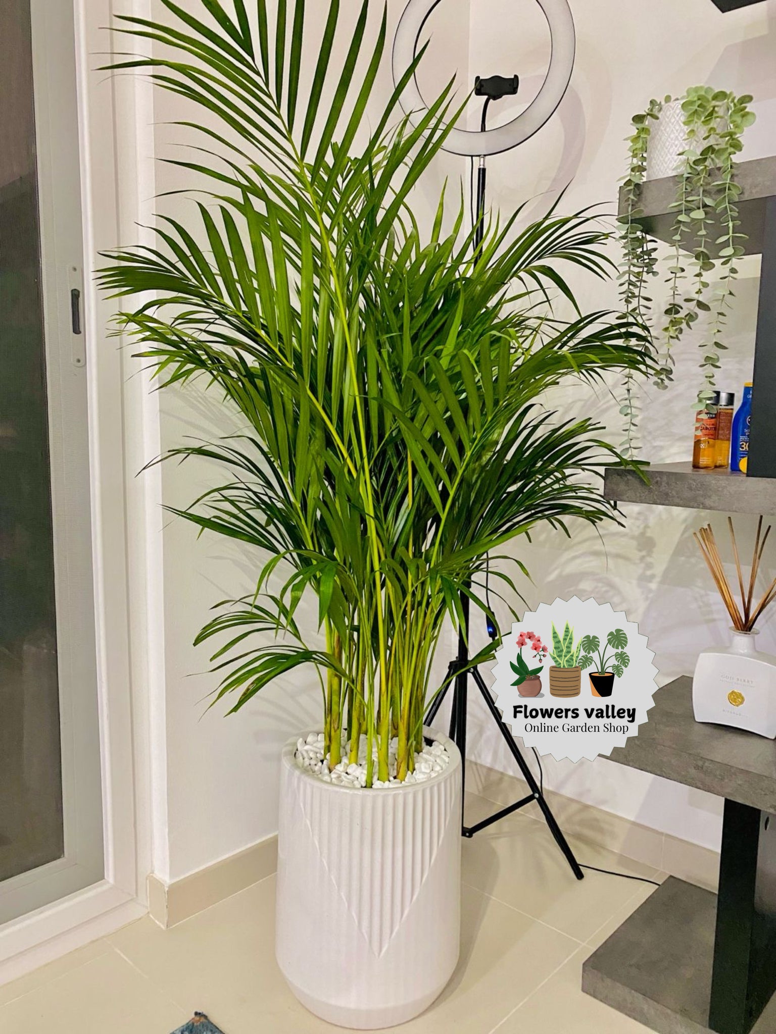 Areeca palm plant with white ceramic pot