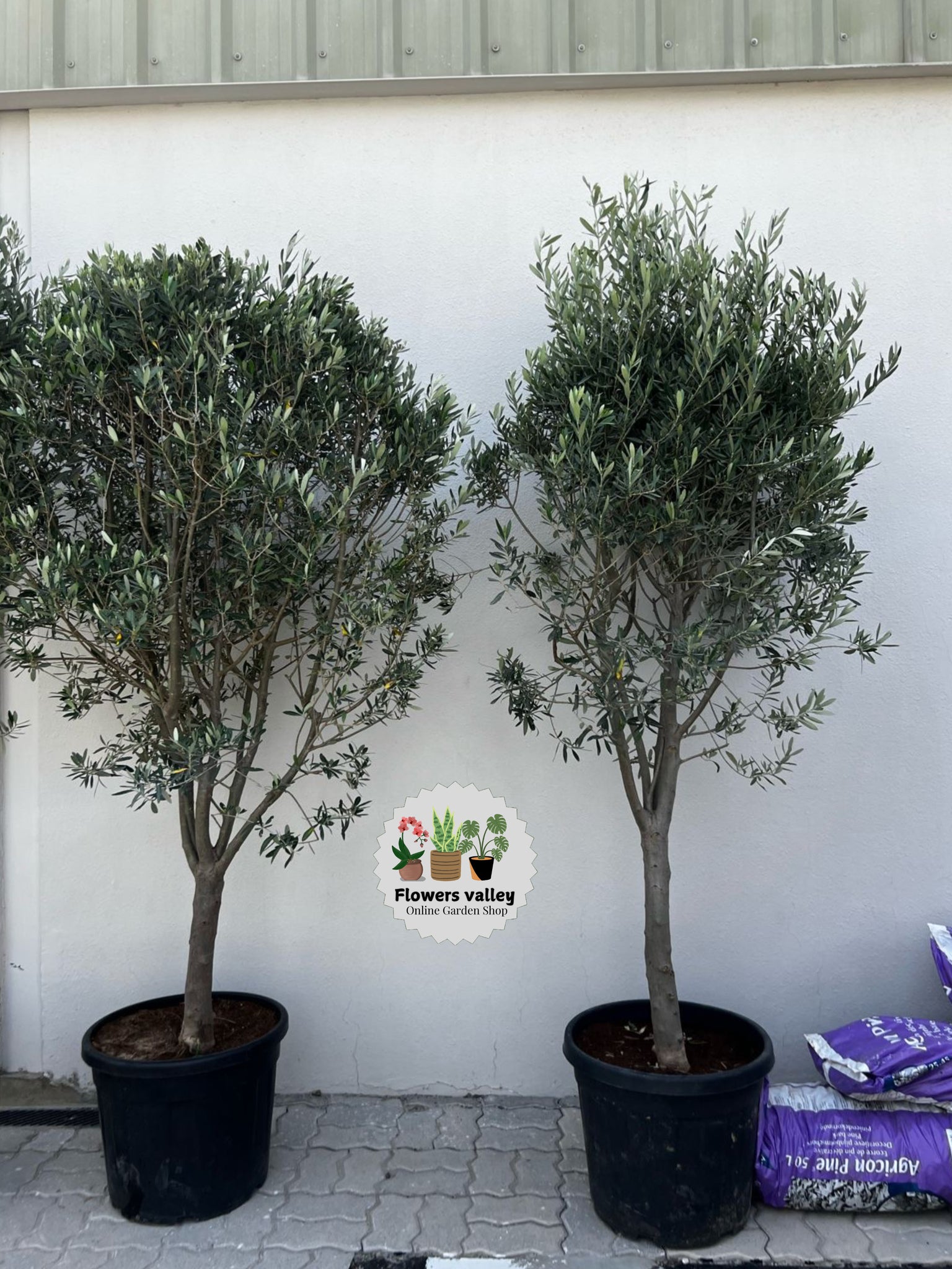 2 Meter tall spainish olive tree