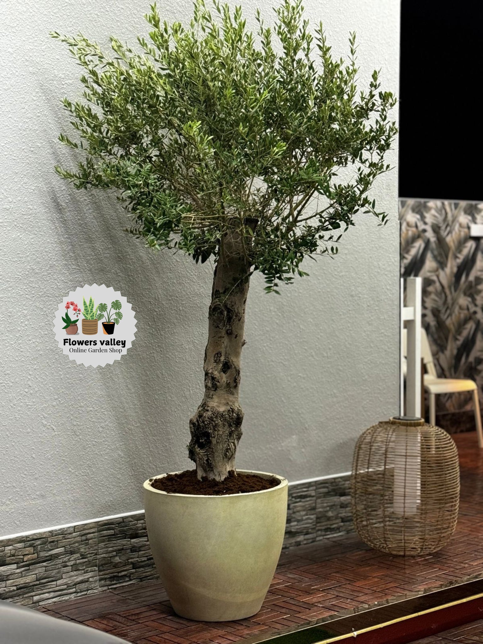 Outdoor Entrances olive with beautiful pot