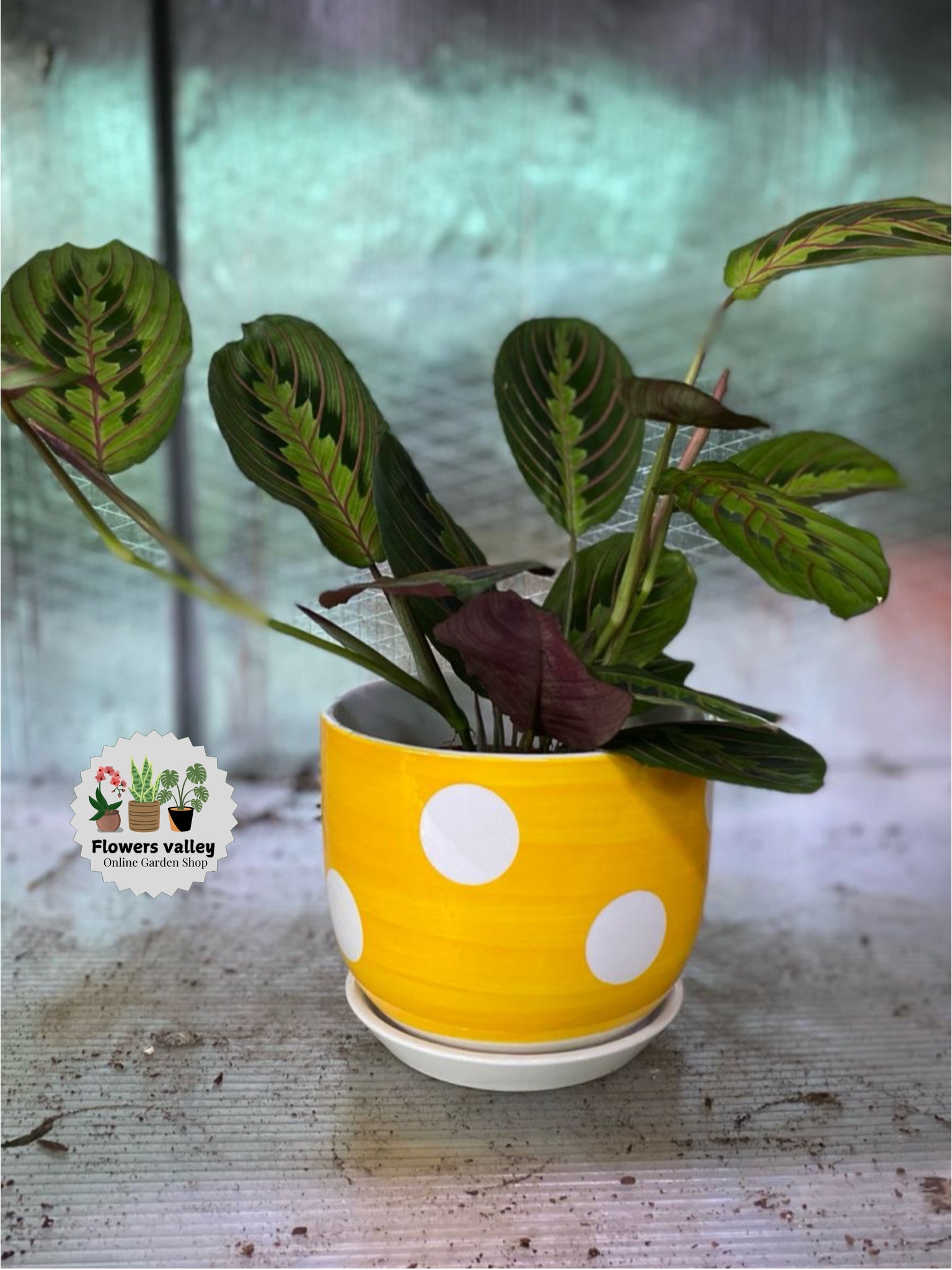 Prayer plant