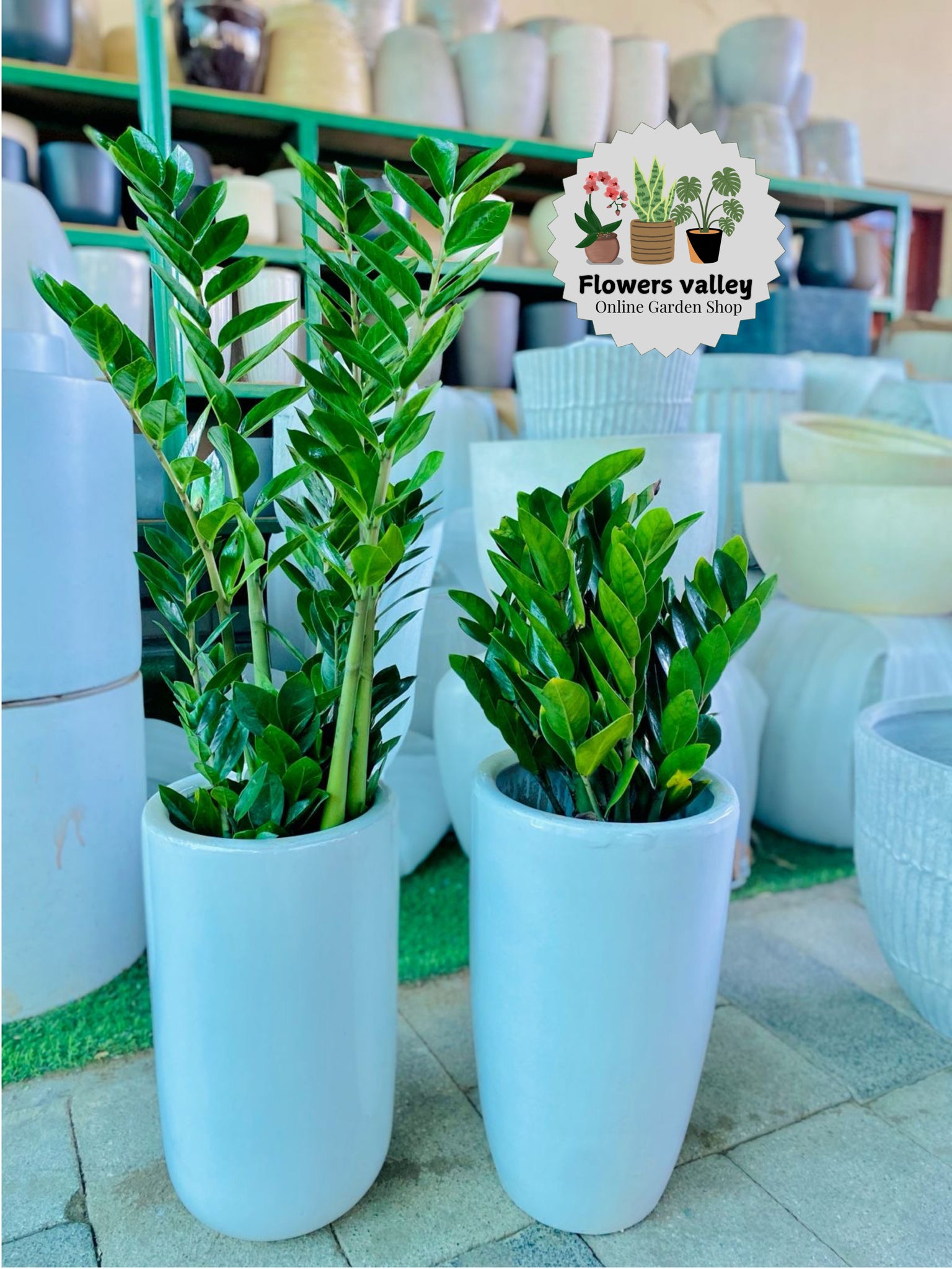 Bundle of 2 Zz plant with white pot