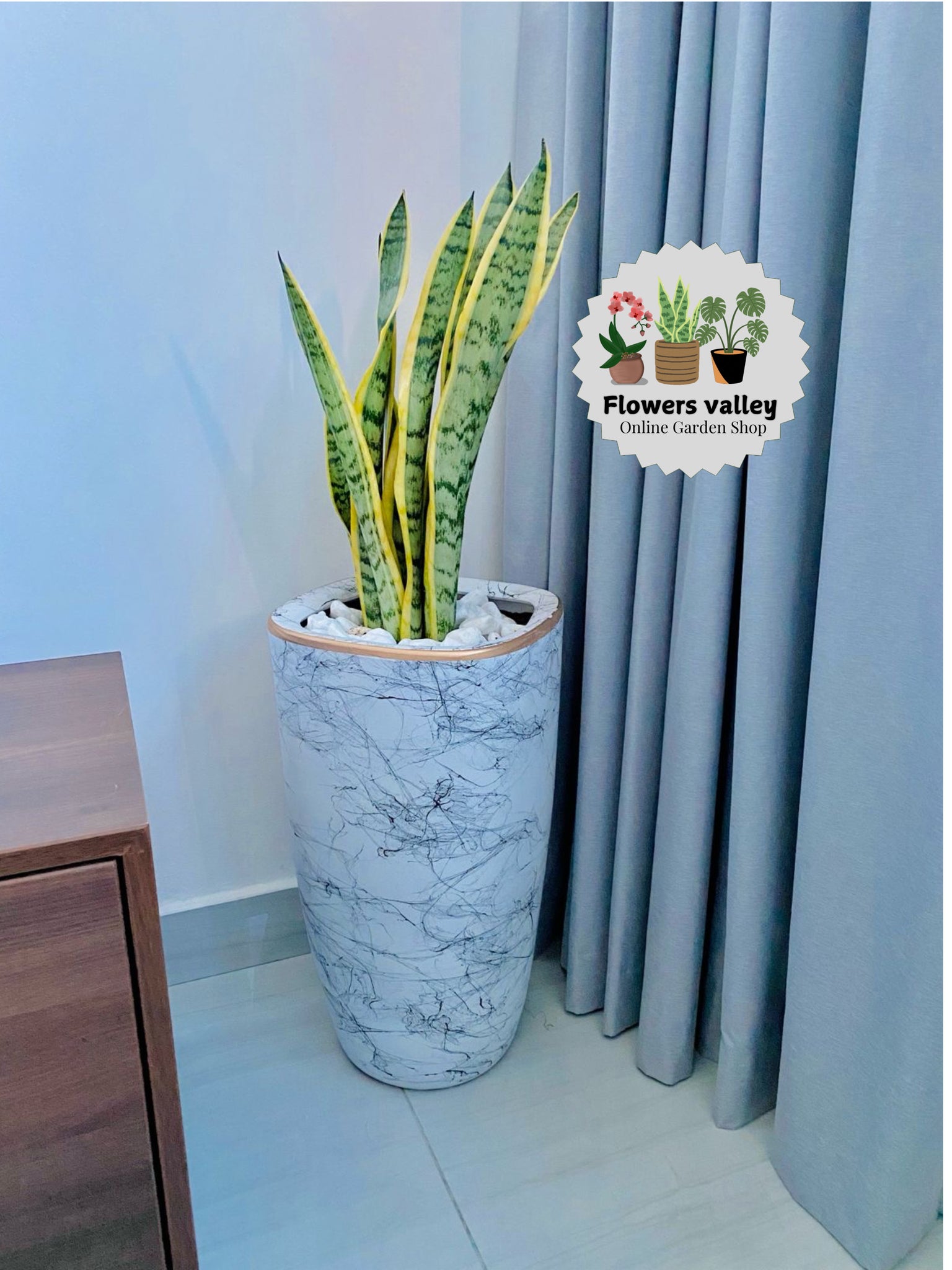 Snake plant with long pot and addition of white stone on the top surface