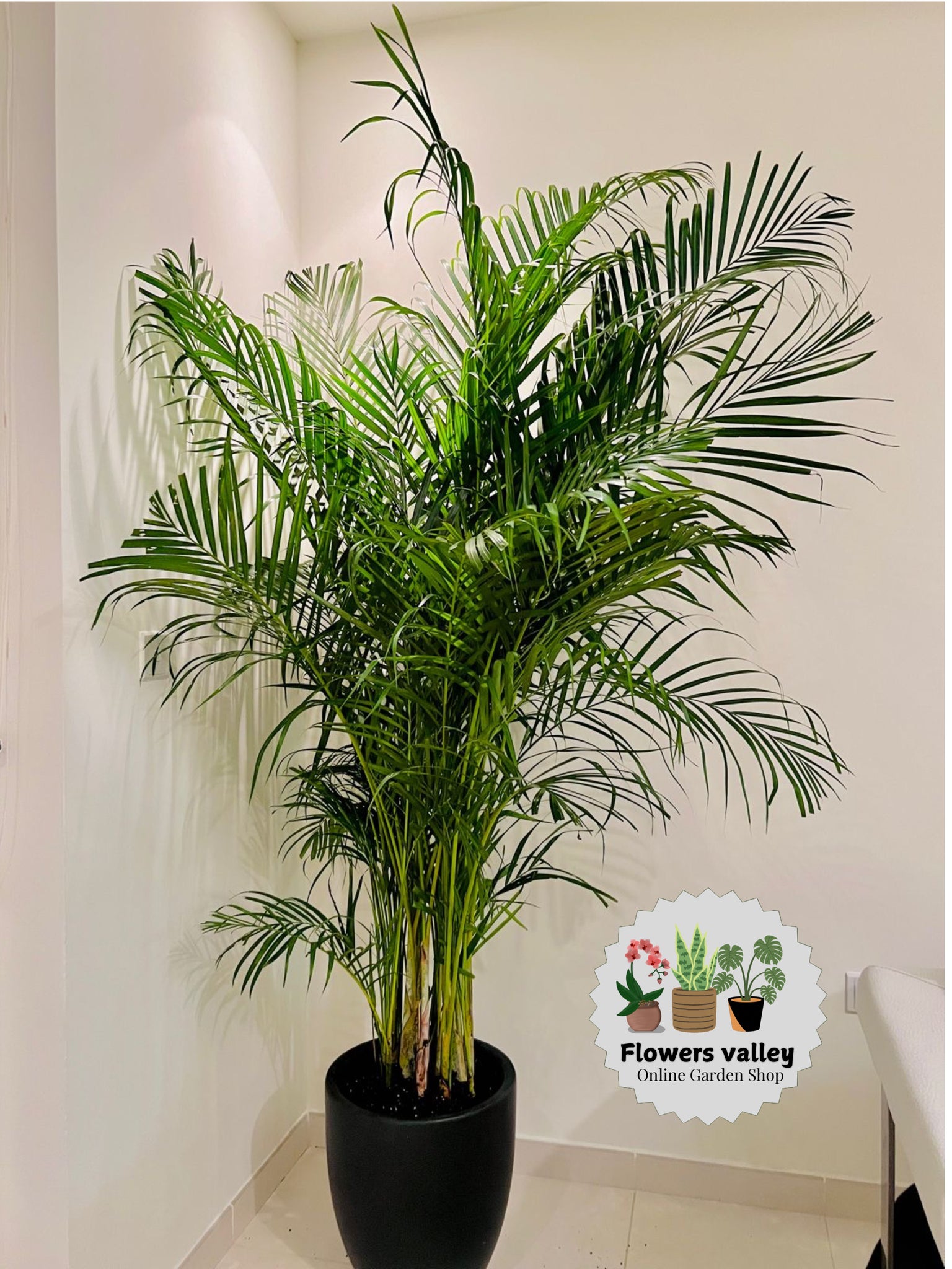 2 meter tall  Areeca palm with black ceramic pot