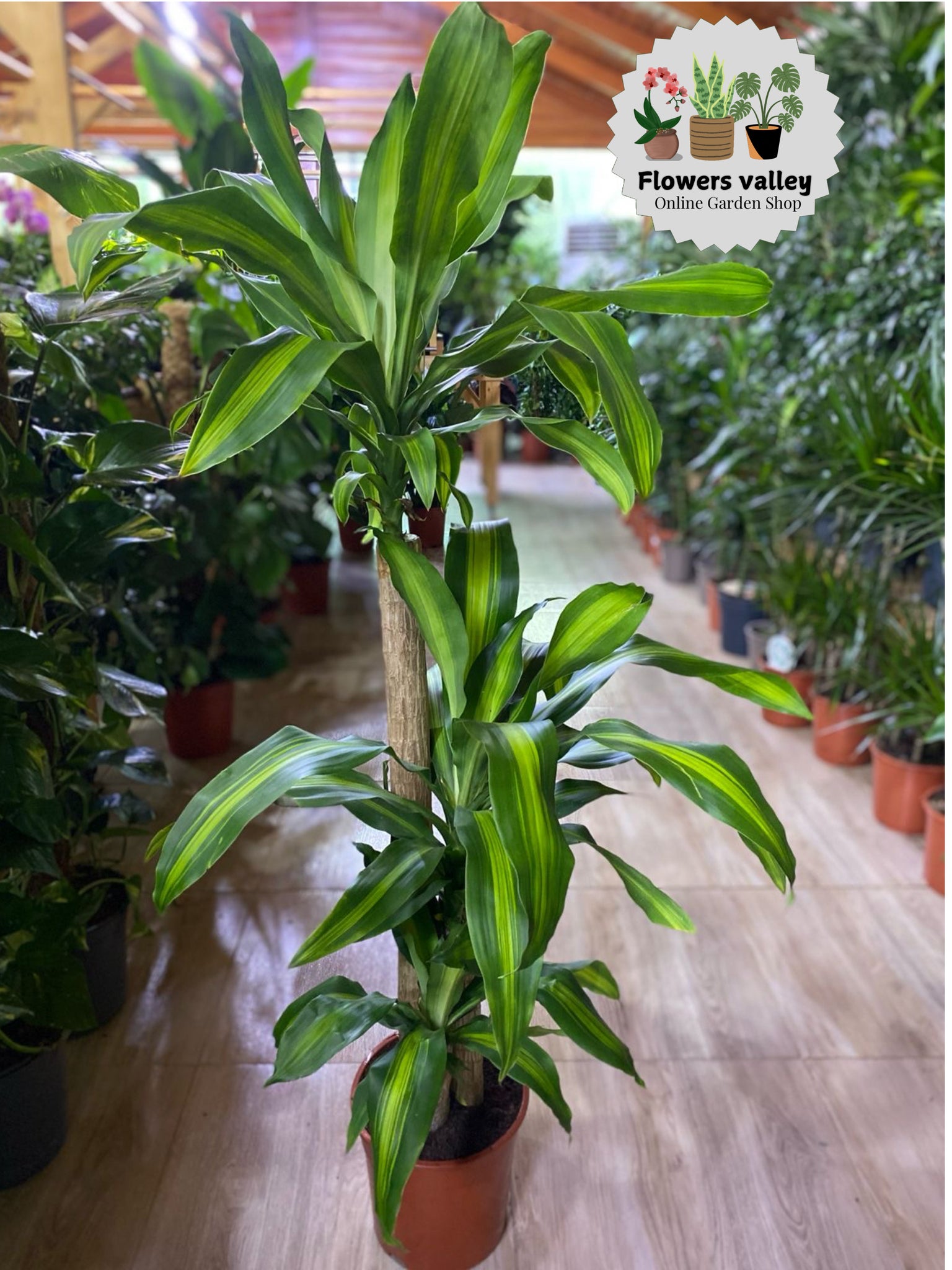 Dracaena Massangeana 1.3 meter