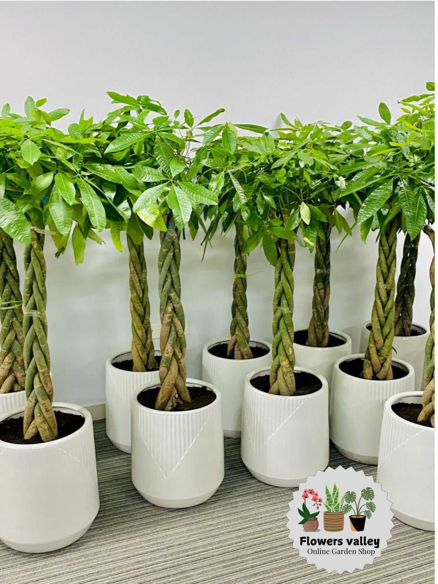 Twisted pachera(Money tree)with pot