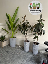 Bundle of 3 indoor plants with white ceramic pot