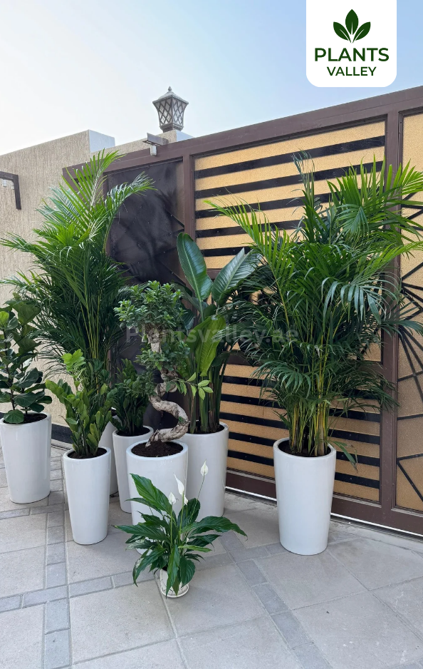 Bundle of 8 Indoor potted plants