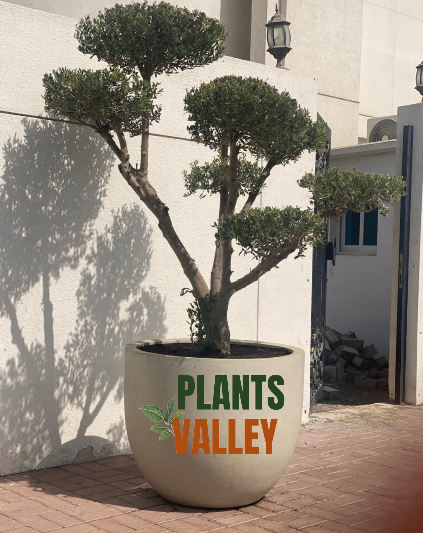 Multi Head olive with large Pot