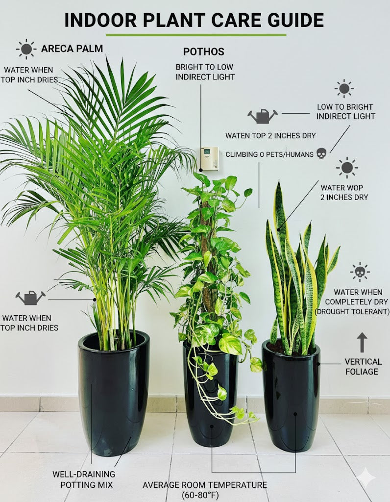Indoor plant care guide with three plants and corresponding care instructions.