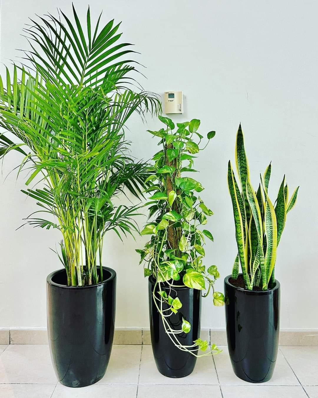 Three potted plants in black pots on a tiled floor against a light blue wall.