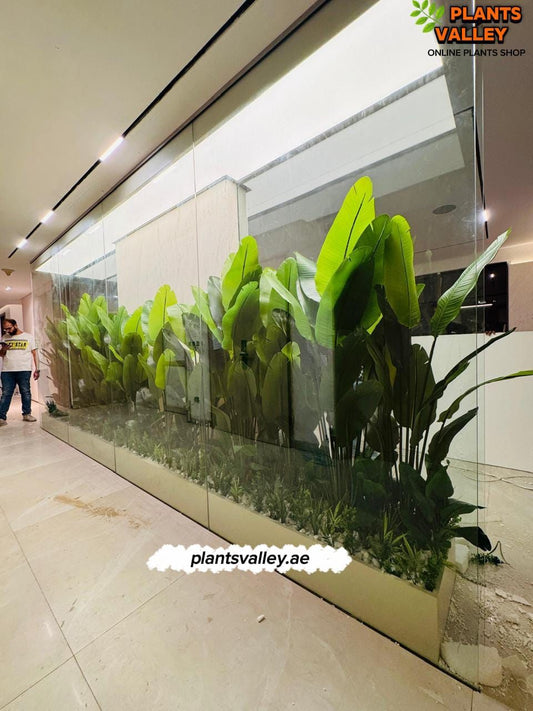 Large indoor plant display with green leaves in a modern setting, featuring 'Plants Valley' branding.