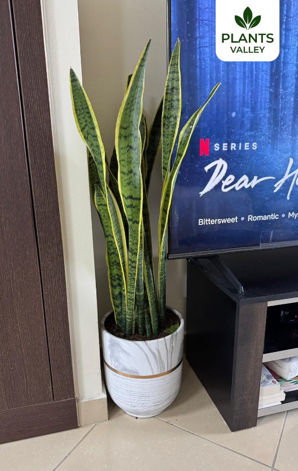 Large Snake Plant with Pot