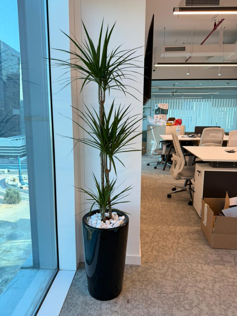 Live Dracaena Marginata (Dragon Tree)