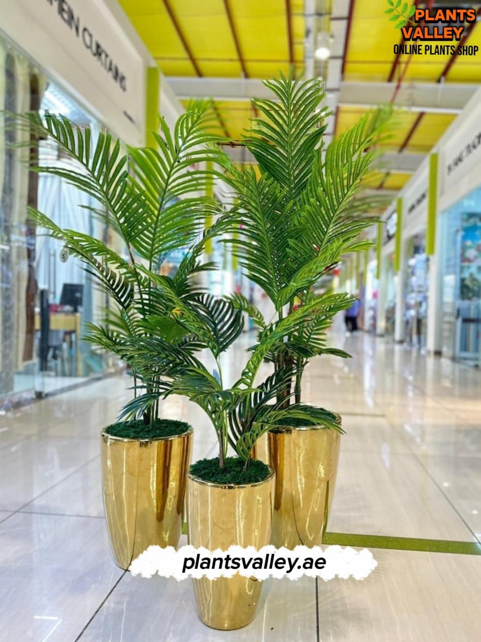 Three potted plants in gold pots on a tiled floor with 'Plants Valley' branding.