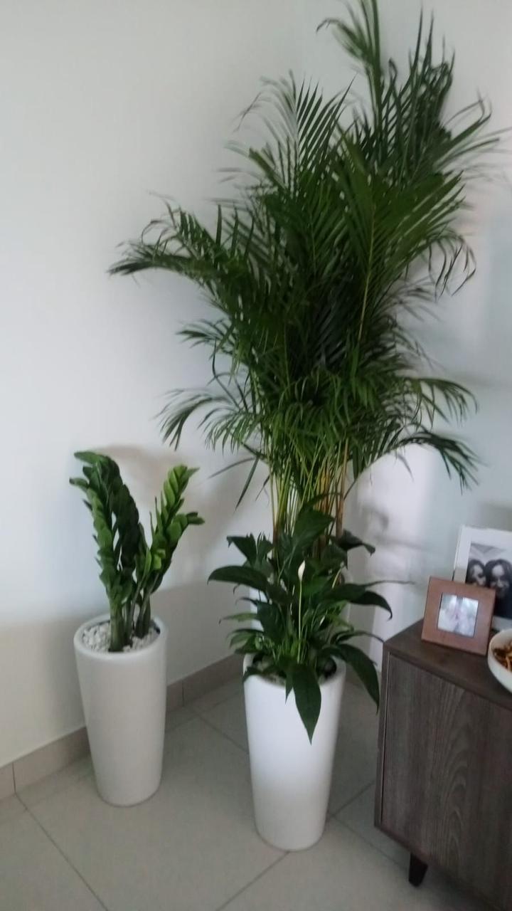 Three potted plants in white pots on a tiled floor with a wooden cabinet in the background.