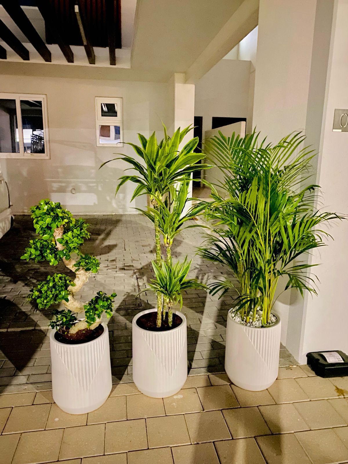 Three potted plants in a modern indoor setting with tiled floor and white walls.