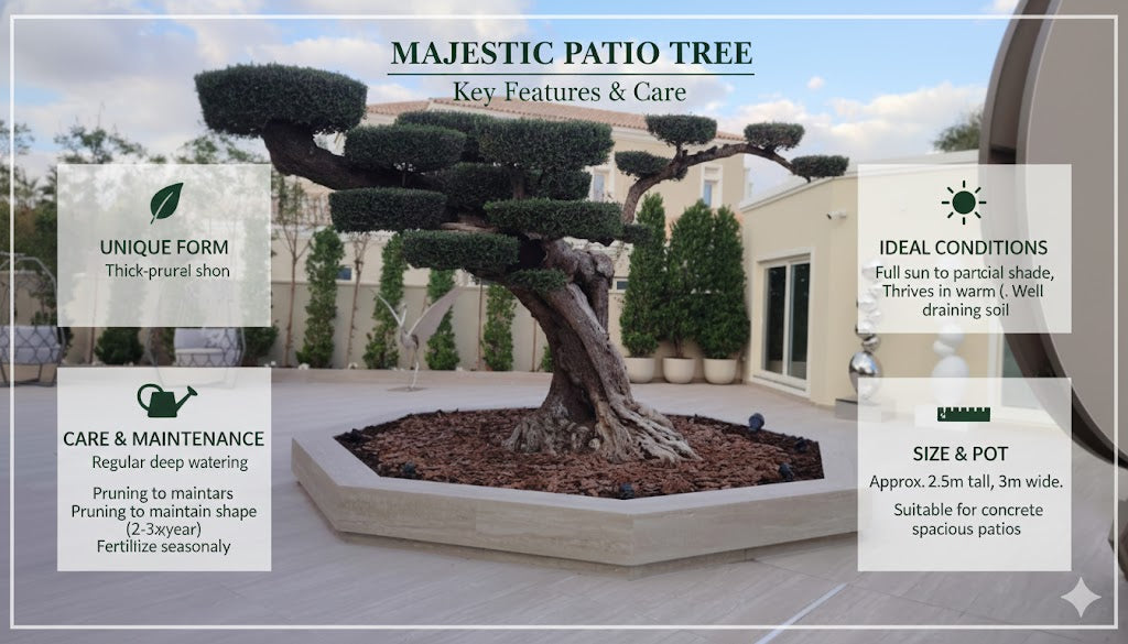 🌿Luxury Sculpted Olive Tree – Architectural Outdoor Statement Plant